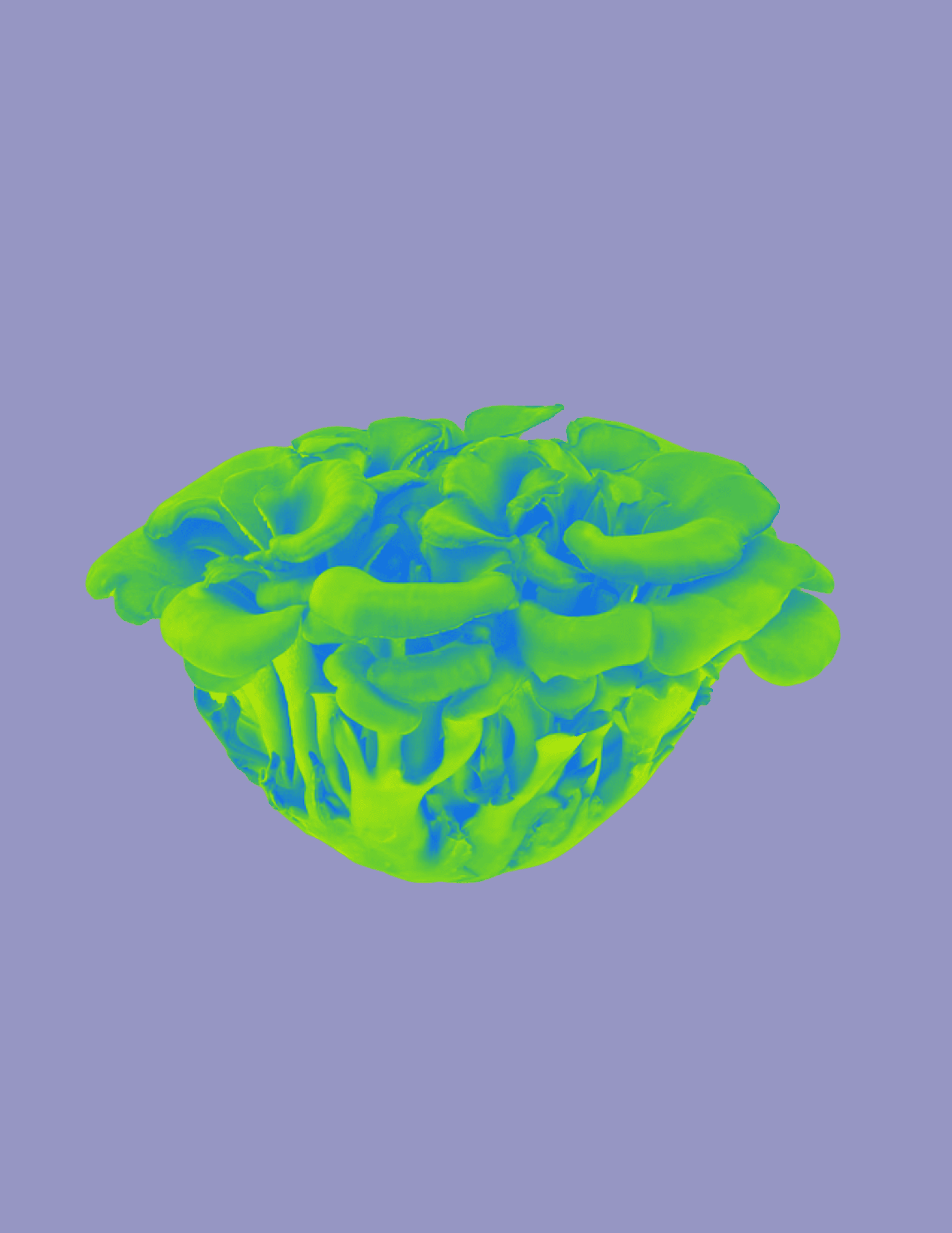 Reishi Calm